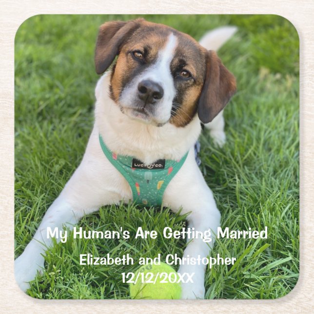 My Human's Are Getting Married Engagement Photo  Square Paper Coaster (Front)