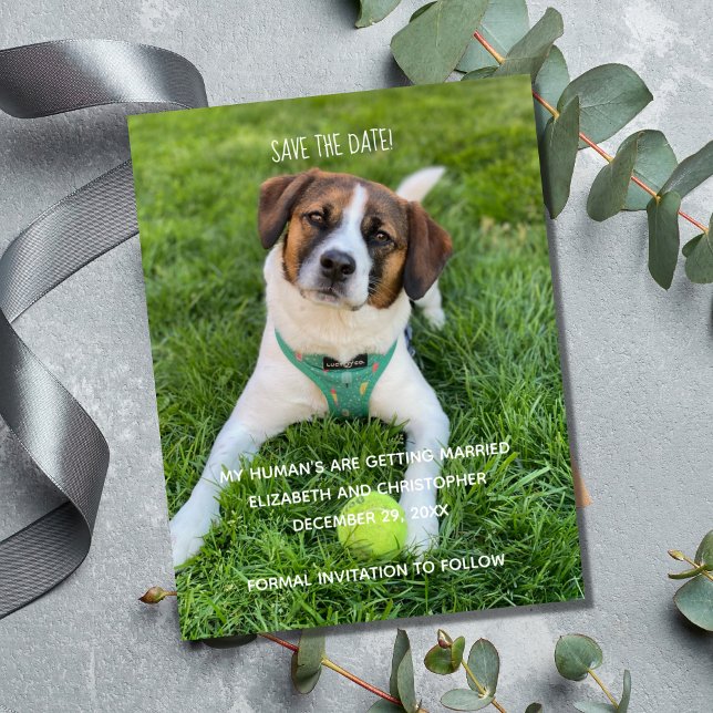 My Human's Are Getting Married Photo Save the Date (My Human's Are Getting Married Dog Cat Photo Save the Date Cards.)