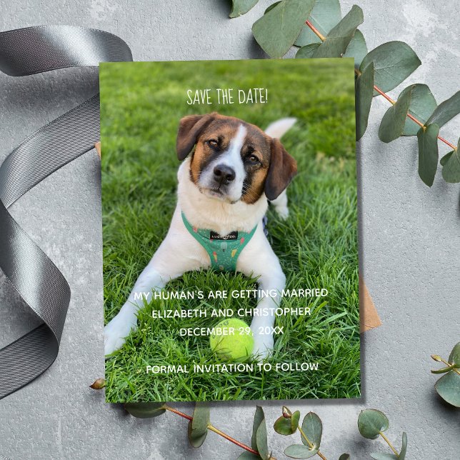 My Human's Are Getting Married Photo Save the Date Magnet (Wedding Photo Save The Date for Dog Cat Owners.  My Human's are getting married.)