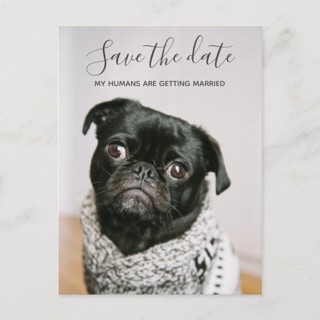 My Humans Getting Married Dog Photo Save The Date Announcement Postcard (Front)