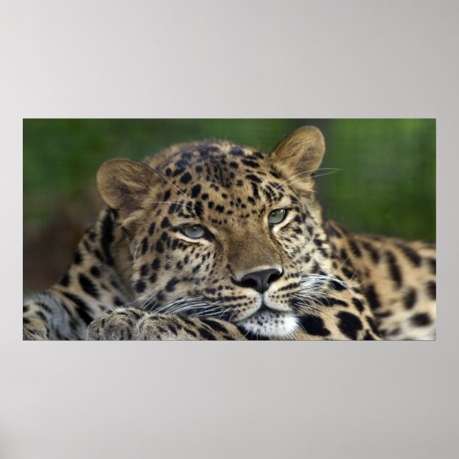 My Last Days on Earth... Poster (Front)