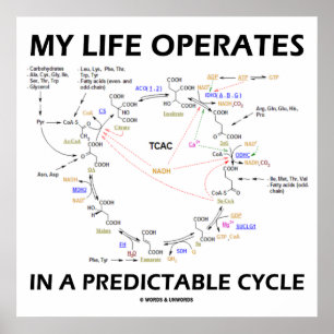 My Life Operates In A Predictable Cycle (Krebs) Poster