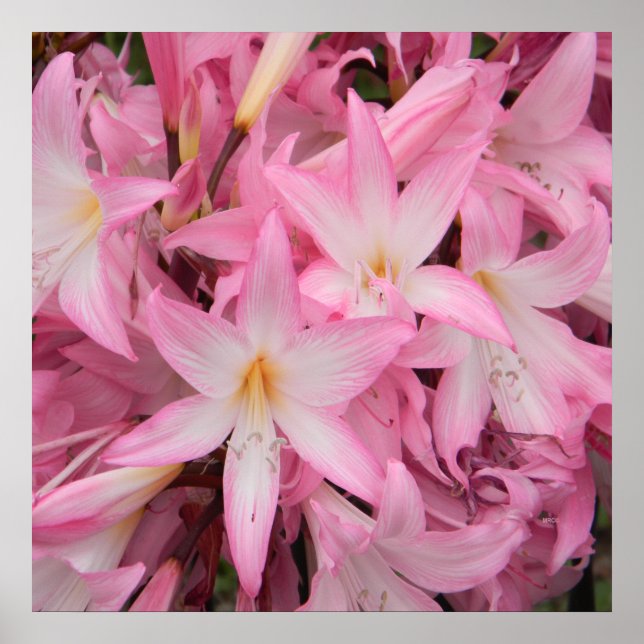 My little friend sleeping..... poster (Front)