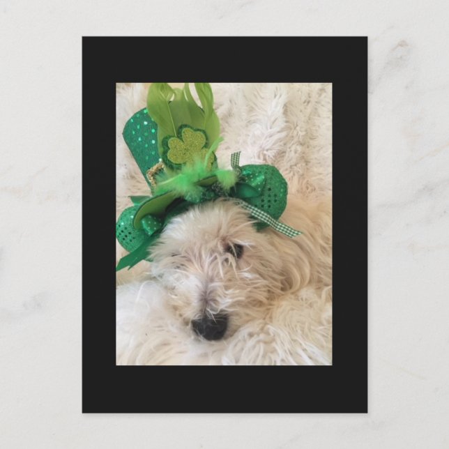 My Lucky Hat Westie Postcard (Front)