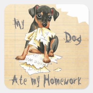 My Min Pin Ate My Homework Square Sticker