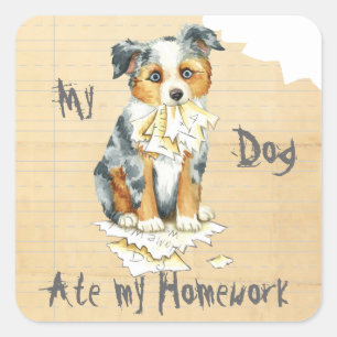 My Mini American Shepherd Ate My Homework Square Sticker