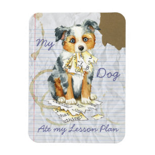 My Mini American Shepherd Ate My Lesson Plan Magnet