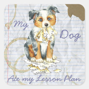My Mini American Shepherd Ate My Lesson Plan Square Sticker