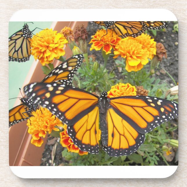 My Monarch Butterflies-cork coaster (Front)