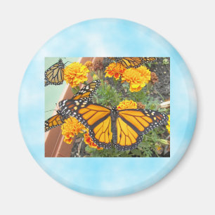 My Monarch Butterflies-magnet Magnet