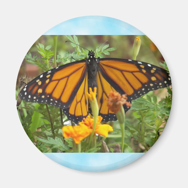 My Monarch Butterfly-magnet Magnet (Front)