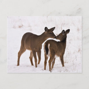 My Mum Loves Me Postcard