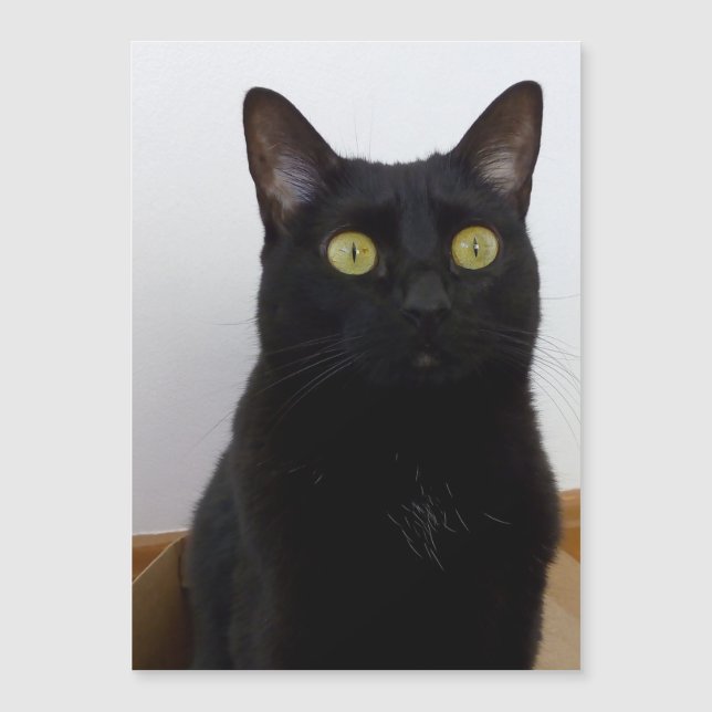 My Pan (Panther) (Front)