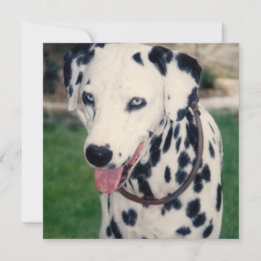 My Pet Friend Upload Your Own Photo Custom Card