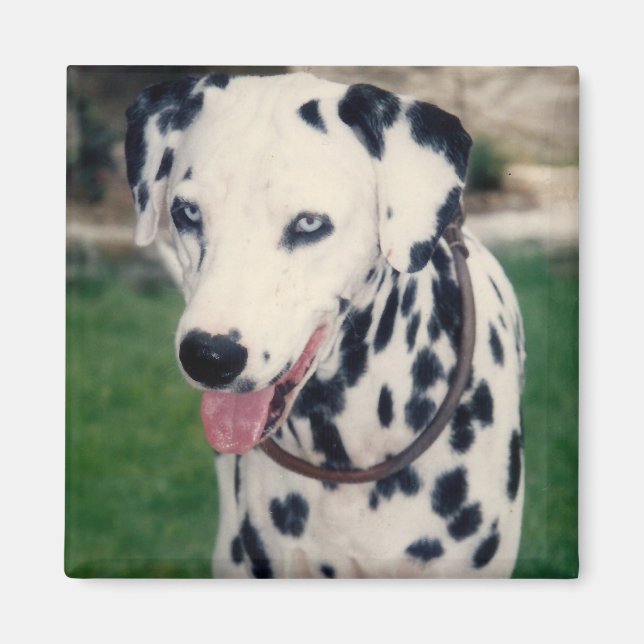 My Pet Friend Upload Your Own Photo Custom  Magnet (Front)