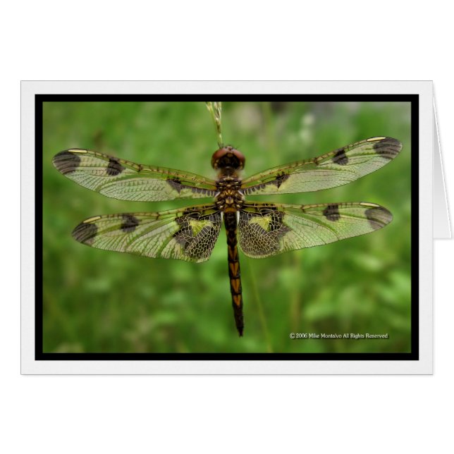 "My Pretty Wings" - Dragonfly (Front Horizontal)