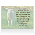 My Sheep Hear My Voice, John 10:27 Card
