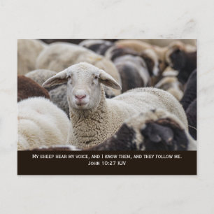 My Sheep Hear My Voice, John 10:27, Postcard