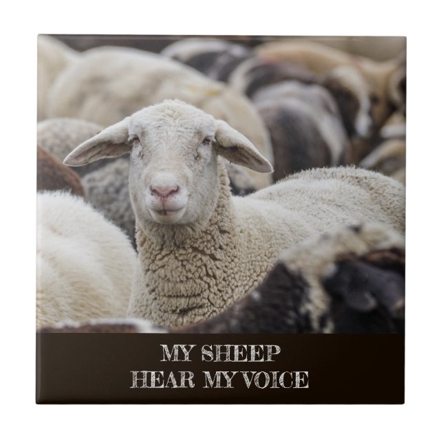 My Sheep Hear My Voice, Scripture, Sheep in Herd Ceramic Tile (Front)