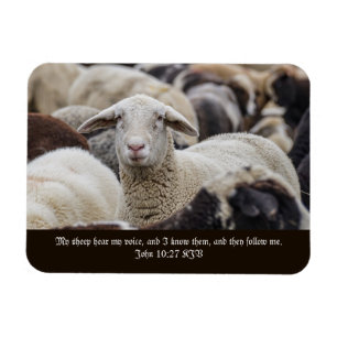 My Sheep Hear My Voice, Scripture, Sheep in Herd Magnet