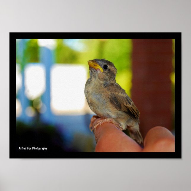 My Sparrow Friend Poster (Front)