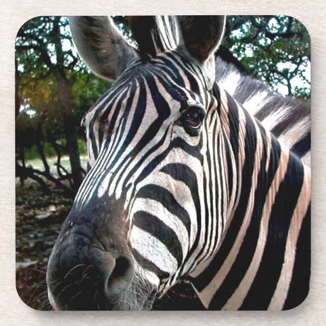 My  Strippy Friend Coaster (Front)