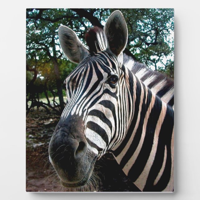 My  Strippy Friend Plaque (Front)