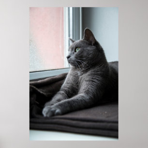 MY SWEETHEART ROUTER  RESCUED KITTEN POSTER