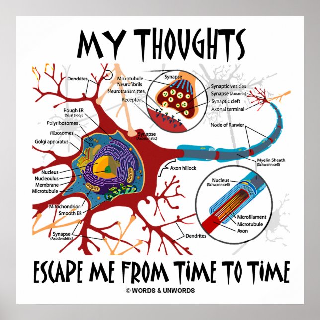 My Thoughts Escape Me Time To Time Neuron Synapse Poster (Front)