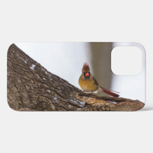 My Troll Do iPhone Case