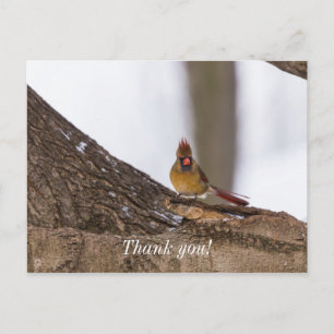 My Troll Do Postcard