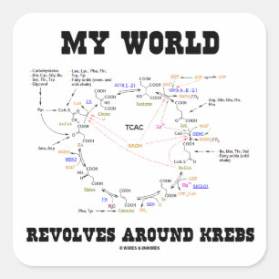 My World Revolves Around Krebs (Energy Cycle) Square Sticker