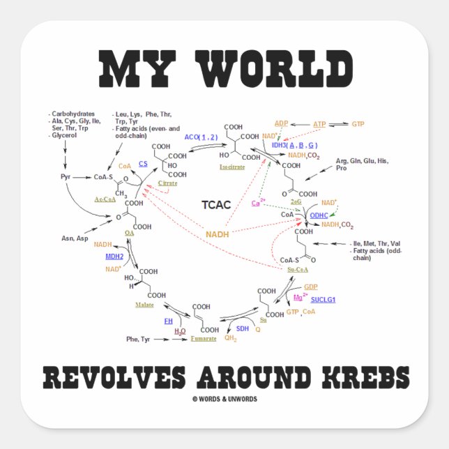 My World Revolves Around Krebs (Energy Cycle) Square Sticker (Front)