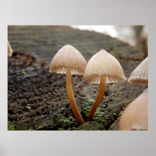 Mycena inclinata Mushroom Poster