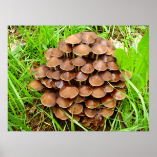 Mycena inclinata Mushroom Poster