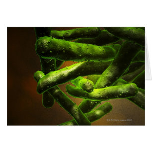 Mycobacterium Tuberculosis