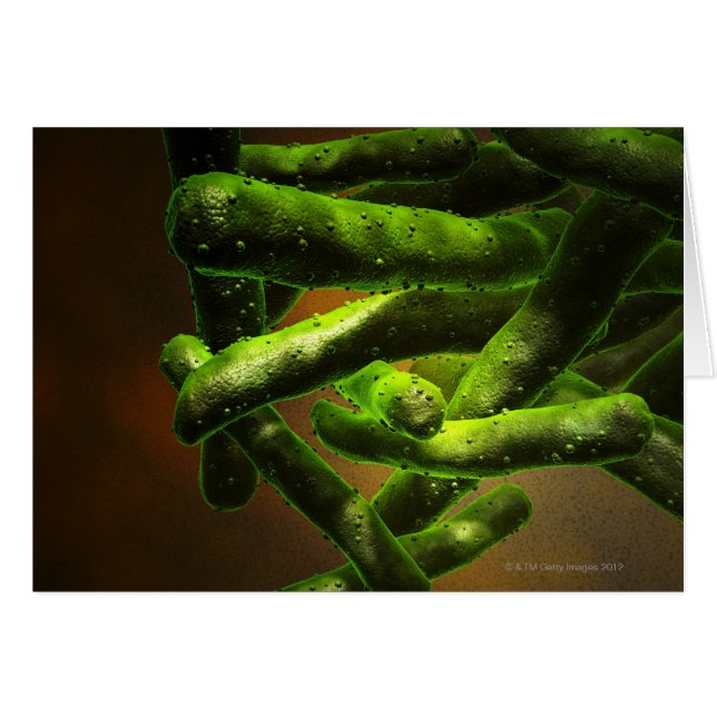 Mycobacterium Tuberculosis (Front Horizontal)