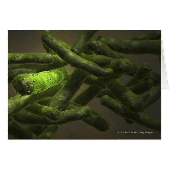 Mycobacterium tuberculosis cells (Front Horizontal)