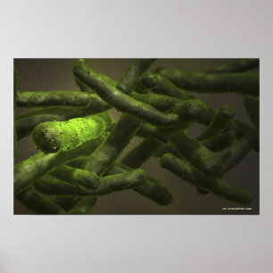 Mycobacterium tuberculosis cells poster