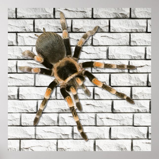 mygal spider (Brachypelma smithi). Poster (Front)