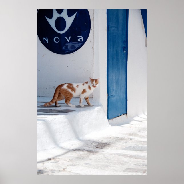 Mykonos cat - Poster (Front)