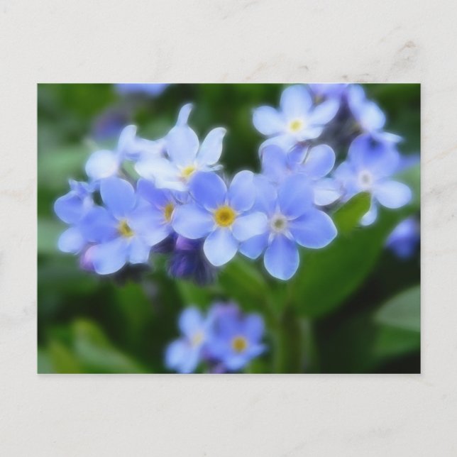 Myosotis sylvatica - Forget Me Nots Postcard (Front)