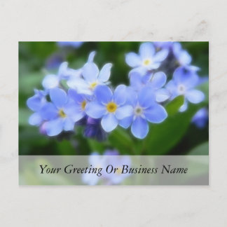 Myosotis sylvatica - Forget Me Nots Postcard