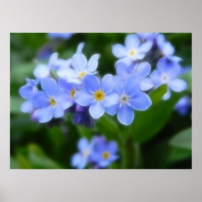 Myosotis sylvatica - Forget Me Nots Poster (Front)