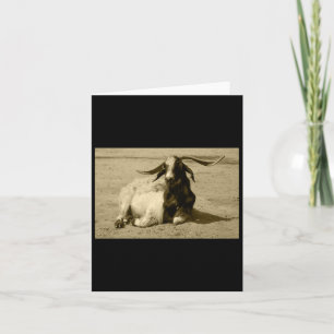 Myotonic Goat Relaxed Benidorm Tint Sticker Card