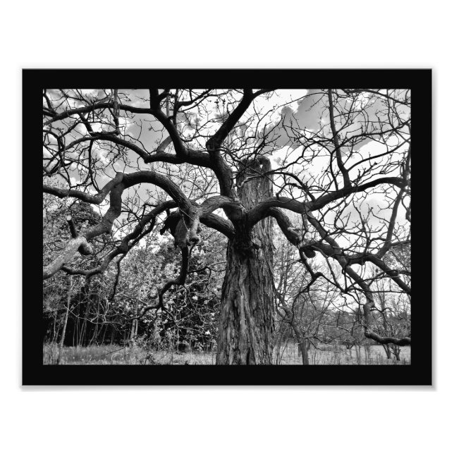 Mysterious Branches Photo Print (Front)
