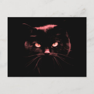 Mysterious Cat Postcard