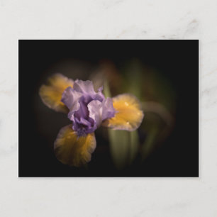 Mysterious Iris Postcard