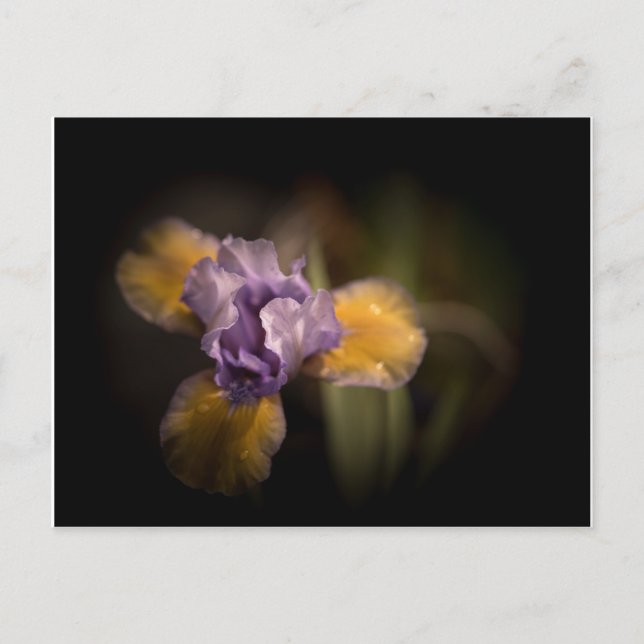 Mysterious Iris Postcard (Front)