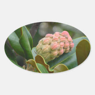 Mysterious Nature: Magnolia Pod Oval Sticker